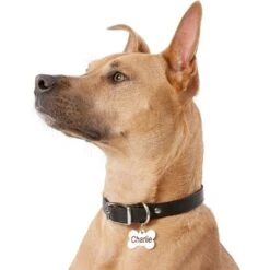 Frisco Personalized Dog ID Tag, Bone -Frisco 152994 PT5. AC SS1800 V1559856739