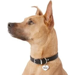 Frisco Personalized Dog & Cat ID Tag, Heart -Frisco 153006 PT5. AC SS1800 V1540562340