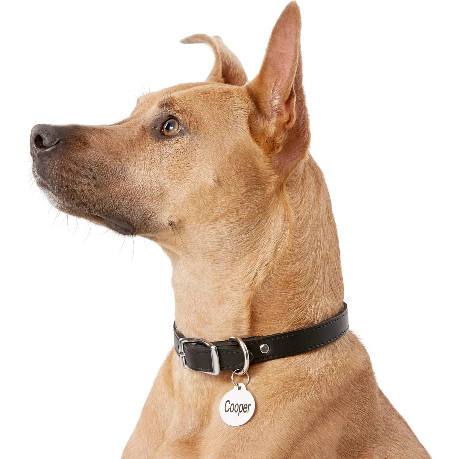 Frisco Personalized Dog & Cat Tag, Round 8 Frisco Personalized Dog & Cat Tag, Round - Image 6
