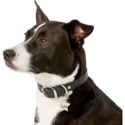 Frisco Stainless Steel Personalized Dog & Cat ID Tag, Star -Frisco 153017 PT5. AC SS1800 V1540562610