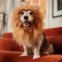 Frisco Lion Mane Dog & Cat Costume 12 Frisco Lion Mane Dog & Cat Costume -Frisco 158732 PT7. AC SS1800 V1691686202