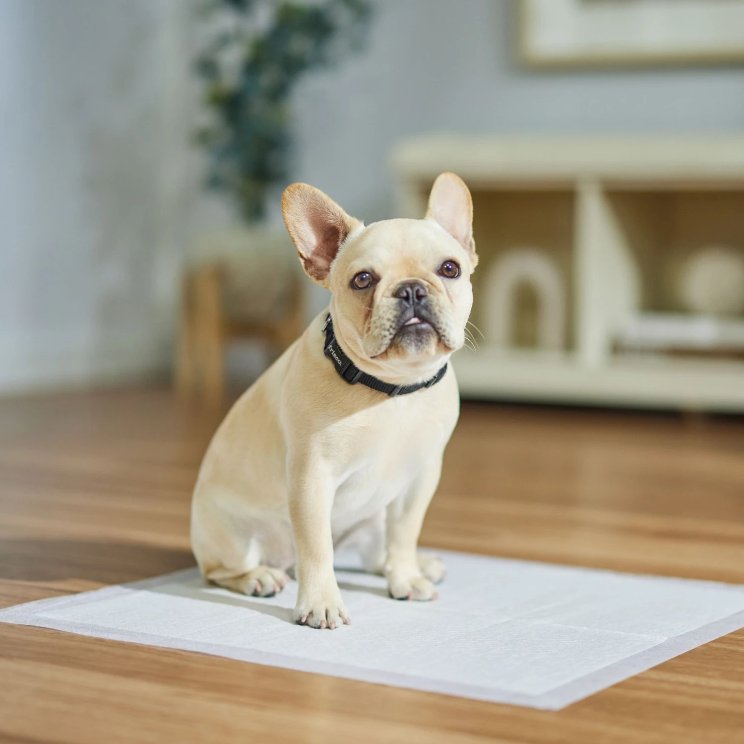 Frisco Dog Training Pads 7 Frisco Dog Training Pads - Image 5