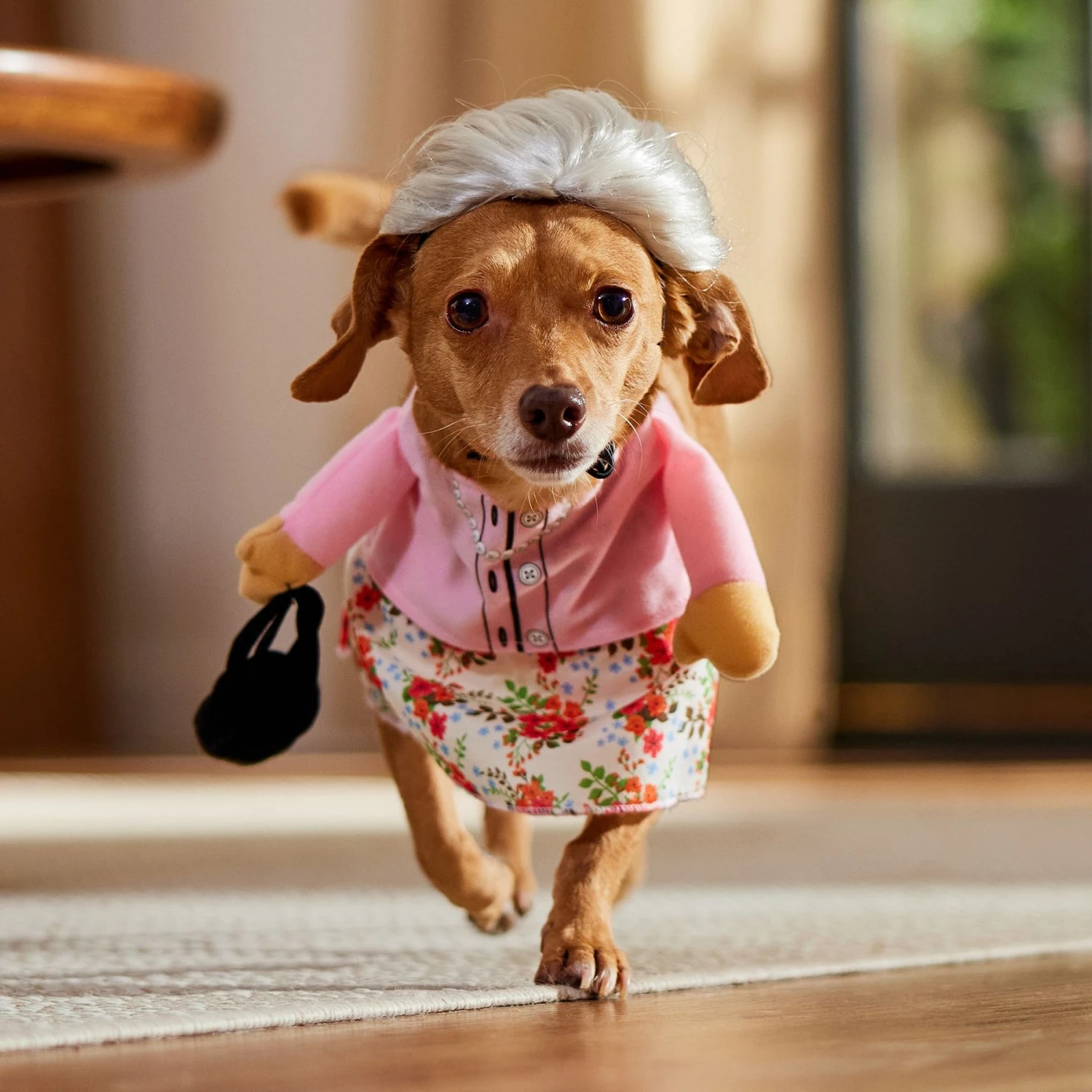 Frisco Front Walking Granny Dog & Cat Costume 11 Frisco Front Walking Granny Dog & Cat Costume - Image 9