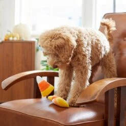 Frisco Halloween Candy Corn Plush Squeaky Dog Toy 9 Frisco Halloween Candy Corn Plush Squeaky Dog Toy -Frisco 218619 PT6. AC SS1800 V1597599676