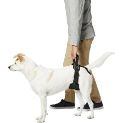 Frisco Rear Lift Handicapped Support Dog Harness 11 Frisco Rear Lift Handicapped Support Dog Harness -Frisco 220374 PT5. AC SS1800 V1605743213