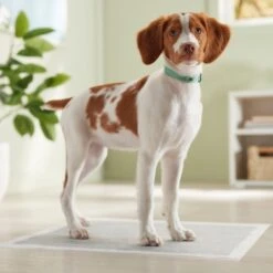 Frisco Charcoal Dog Training & Potty Pads -Frisco 227456 PT6. AC SS1800 V1674667029