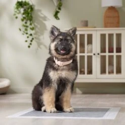 Frisco Extra Large Charcoal Dog Training & Potty Pads -Frisco 227460 PT6. AC SS1800 V1674665620