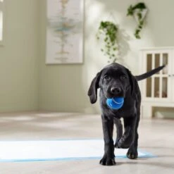 Frisco Premium Extra Large Printed Dog Training & Potty Pads -Frisco 227468 PT6. AC SS1800 V1674666681