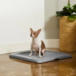 Frisco Training Pad Holder -Frisco 227474 PT6. AC SS1800 V1604701643