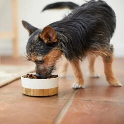 Frisco Melamine Dog & Cat Bowl With Bamboo Base -Frisco 232065 PT7. AC SS1800 V1692989518