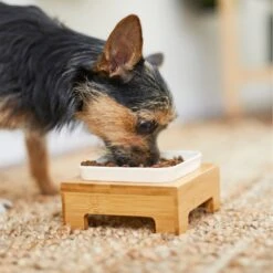 Frisco Square Melamine Dog & Cat Bowl With Bamboo Stand -Frisco 232072 PT8. AC SS1800 V1605746845