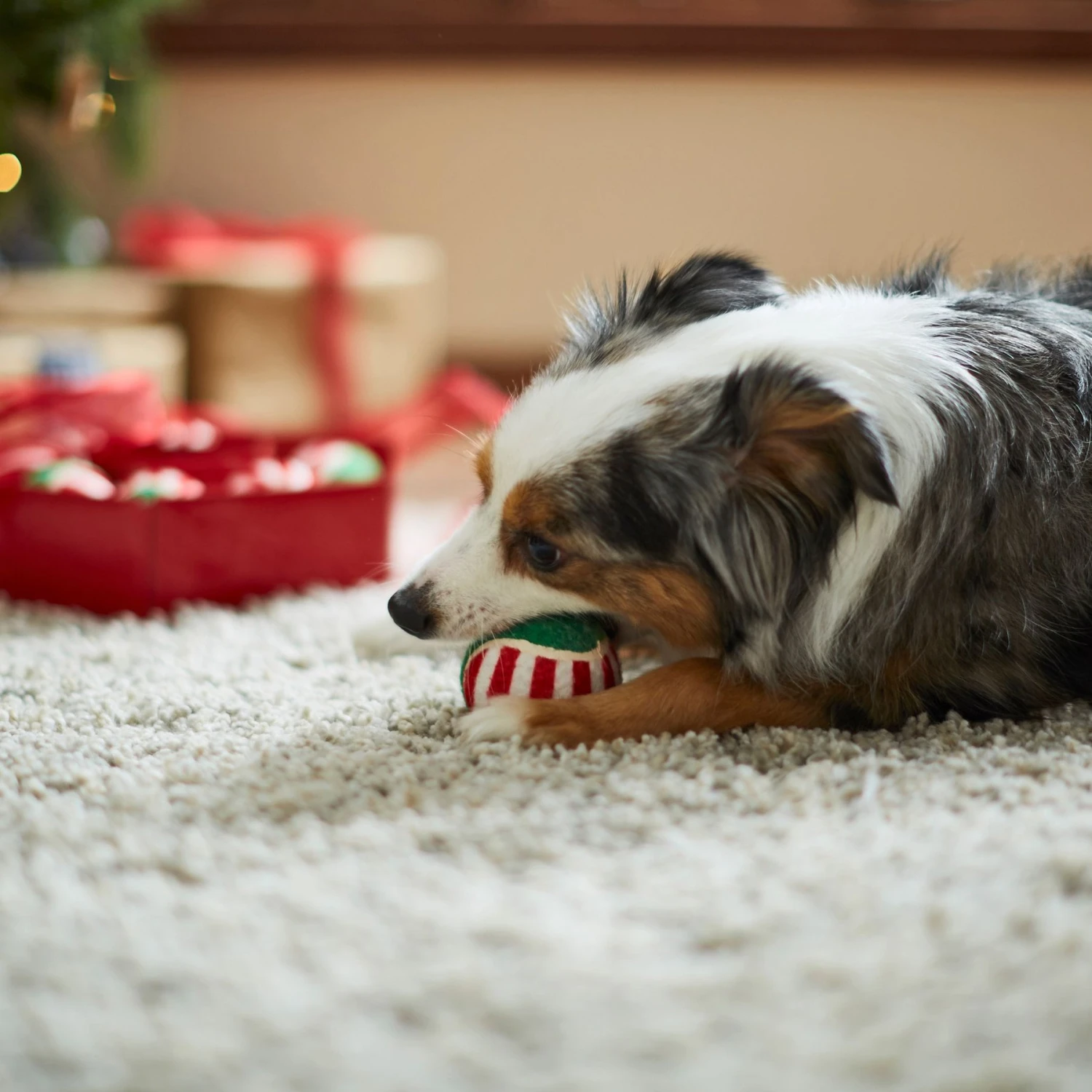 Frisco Holiday Wreath Fetch Squeaky Tennis Ball Dog Toy 6 Frisco Holiday Wreath Fetch Squeaky Tennis Ball Dog Toy - Image 4