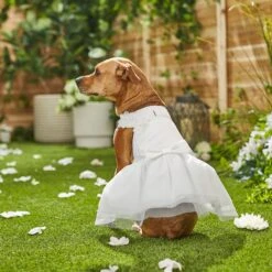 Frisco Formal Dog Wedding Dress -Frisco 248743 PT7. AC SS1800 V1614118361