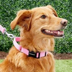 Frisco Solid Nylon Personalized Martingale Dog Collar 15 Frisco Solid Nylon Personalized Martingale Dog Collar -Frisco 249561 PT6. AC SS1800 V1628878316