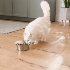 Frisco Flare Non-Skid Stainless Steel Dog & Cat Bowl 18 Frisco Flare Non-Skid Stainless Steel Dog & Cat Bowl -Frisco 257162 PT7. AC SS1800 V1615989167