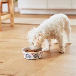 Frisco Bohemian Non-Skid Stainless Steel Dog & Cat Bowl 19 Frisco Bohemian Non-Skid Stainless Steel Dog & Cat Bowl -Frisco 257195 PT8. AC SS1800 V1615932115