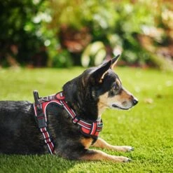 Frisco Padded Reflective Harness 10 Frisco Padded Reflective Harness -Frisco 266770 PT2. AC SS1800 V1624542468
