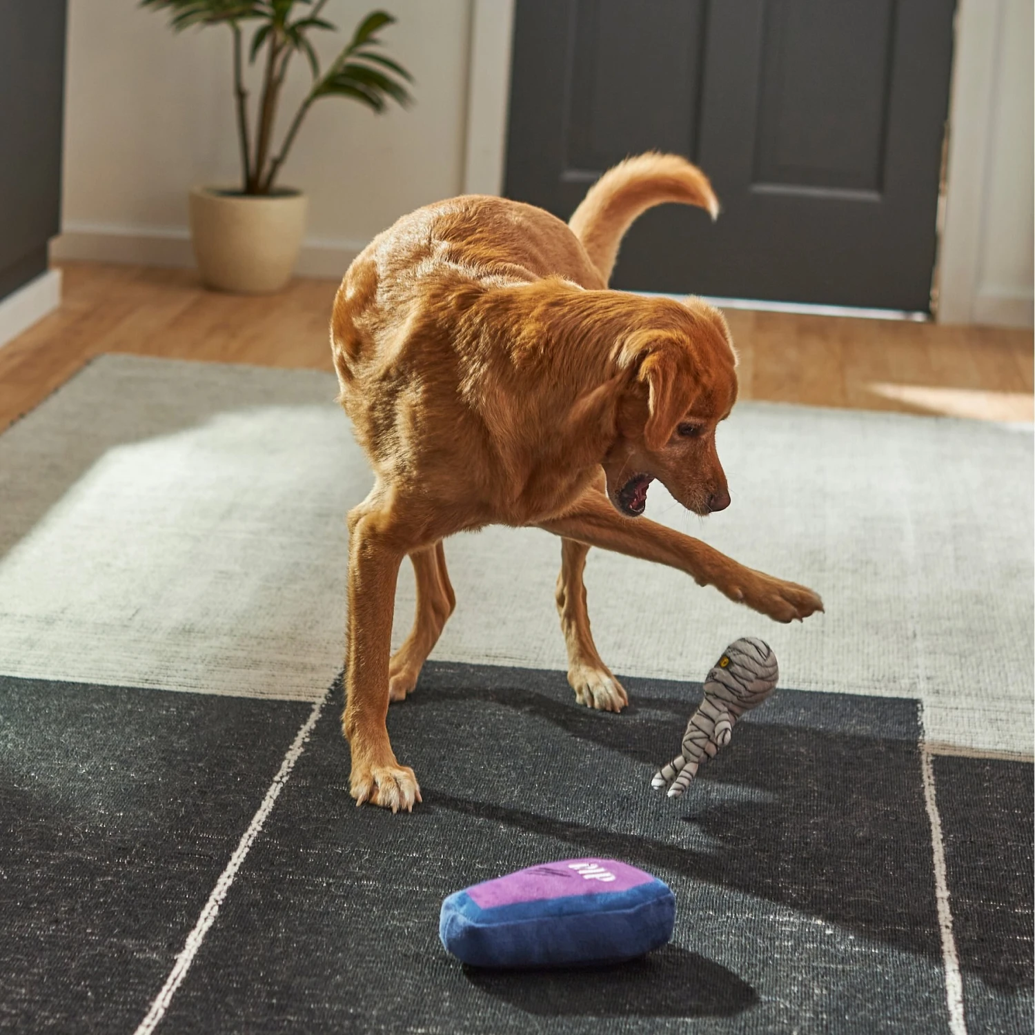 Frisco Halloween Mummy & Coffin Plush Squeaky Dog Toy 5 Frisco Halloween Mummy & Coffin Plush Squeaky Dog Toy - Image 3