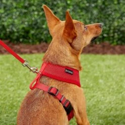 Frisco Small & Medium Breed Soft Mesh Personalized Back Clip Dog Harness -Frisco 271252 PT6. AC SS1800 V1618938436