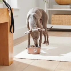 Frisco Paw Print Non-Skid Stainless Steel Dog & Cat Bowl 11 Frisco Paw Print Non-Skid Stainless Steel Dog & Cat Bowl -Frisco 277546 PT2. AC SS1800 V1630346697