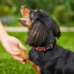 Frisco Buffalo Check Polyester Personalized Dog Collar 11 Frisco Buffalo Check Polyester Personalized Dog Collar -Frisco 280763 PT4. AC SS1800 V1621277566