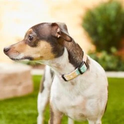 Frisco Pastel Tie Dye Polyester Personalized Dog Collar -Frisco 280770 PT4. AC SS1800 V1621275733