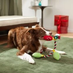 Frisco Holiday Lights Plush With Rope Squeaky Dog Toy 9 Frisco Holiday Lights Plush With Rope Squeaky Dog Toy -Frisco 287109 PT3. AC SS1800 V1632775707