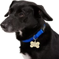 Frisco Brass Personalized Dog ID Tag -Frisco 296191 PT6. AC SS1800 V1628186565
