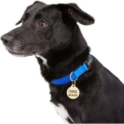 Frisco Brass Personalized Dog & Cat ID Tag, Round -Frisco 296194 PT6. AC SS1800 V1628186507