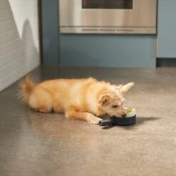 Frisco Brunch Breakfast Skillet Latex Squeaky Dog Toy, 2 Count -Frisco 297264 PT2. AC SS1800 V1642088320