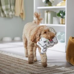 Frisco St. Patrick's Thought Bubble Reversible Plush Squeaky Dog Toy -Frisco 303134 PT4. AC SS1800 V1702500565