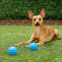 Frisco Neoprene Dog Life Jacket & Frisco Foam Rubber Floating Fetch Ball No Squeak Dog Toy 17 Frisco Neoprene Dog Life Jacket & Frisco Foam Rubber Floating Fetch Ball No Squeak Dog Toy -Frisco 303480 PT7. AC SS1800 V1623064950