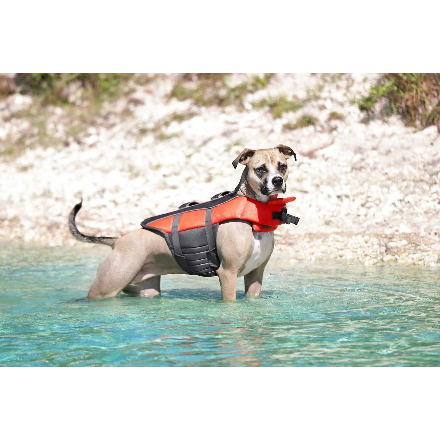 Frisco Ripstop Dog Life Jacket & Frisco Foam Rubber Floating Fetch Ball No Squeak Dog Toy 7 Frisco Ripstop Dog Life Jacket & Frisco Foam Rubber Floating Fetch Ball No Squeak Dog Toy - Image 5