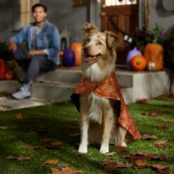 Frisco Spider Webbed Dog & Cat Costume Cape 12 Frisco Spider Webbed Dog & Cat Costume Cape -Frisco 334972 PT6. AC SS1800 V1657729812