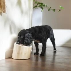 Frisco Elevated Slanted Bamboo Melamine Non-Skid Dog Bowl With Bamboo Stand 12 Frisco Elevated Slanted Bamboo Melamine Non-Skid Dog Bowl With Bamboo Stand -Frisco 363387 PT2. AC SS1800 V1657657267