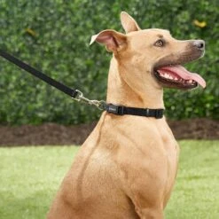 Frisco Orthopedic Pillow Cat & Dog Bed + 4 Items 15 Frisco Orthopedic Pillow Cat & Dog Bed + 4 Items -Frisco 623758 PT4. AC SS1800 V1662741678