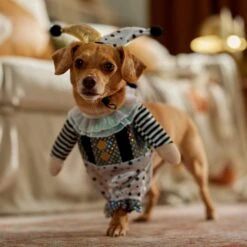 Frisco Front Walking Glitter Clown Dog & Cat Costume -Frisco 707542 PT7. AC SS1800 V1689278717