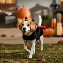 Frisco Glittered Ladybug Dog & Cat Costume 18 Frisco Glittered Ladybug Dog & Cat Costume -Frisco 708254 PT7. AC SS1800 V1689354959