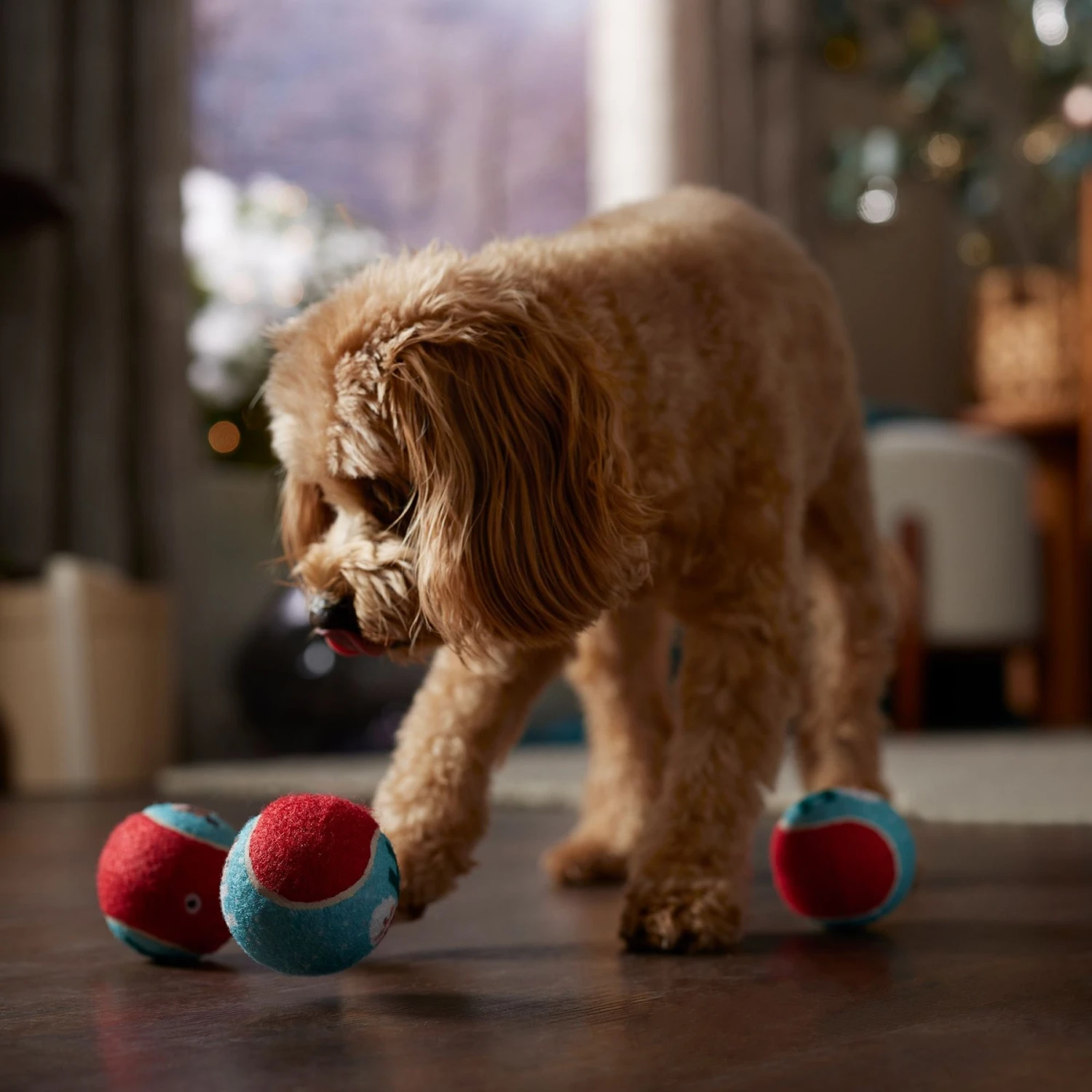 Frisco Holiday Santa's Helpers Plush Squeaky Dog Toy, 3 Count & Frisco Holiday Ho Ho Ho Fetch Squeaky Tennis Ball Dog Toy 10 Frisco Holiday Santa's Helpers Plush Squeaky Dog Toy, 3 Count & Frisco Holiday Ho Ho Ho Fetch Squeaky Tennis Ball Dog Toy - Image 8